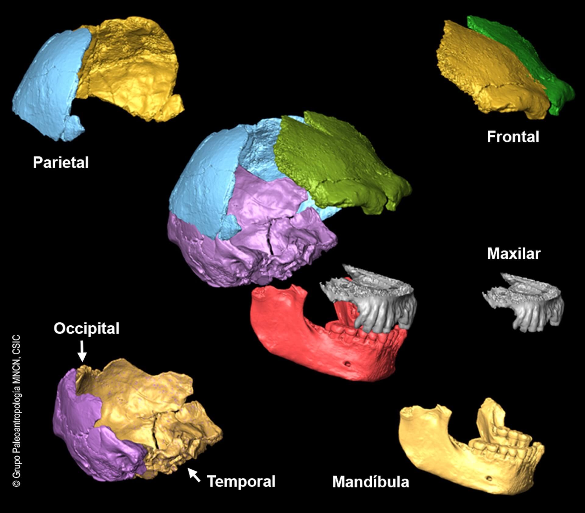 Cráneo neandertal el sidrón