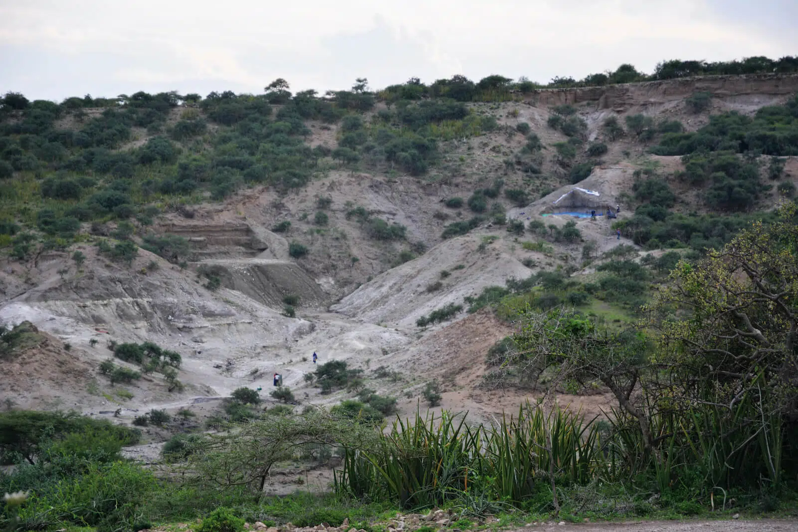 Homo erectus olduvai