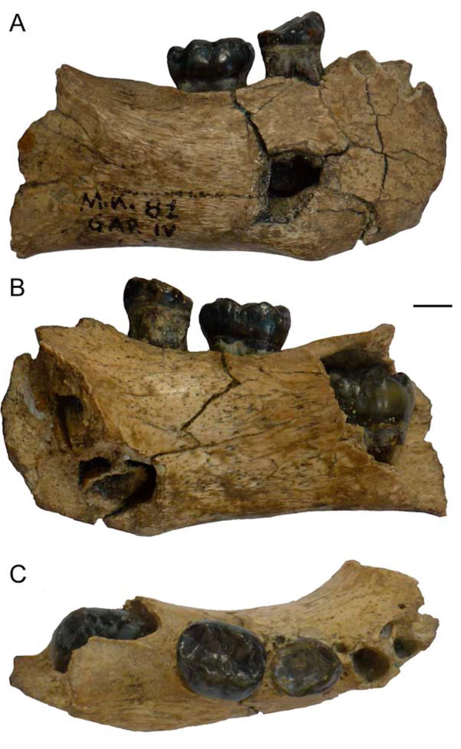 Mandíbula niño Homo erectus Melka Kunture Etiopía