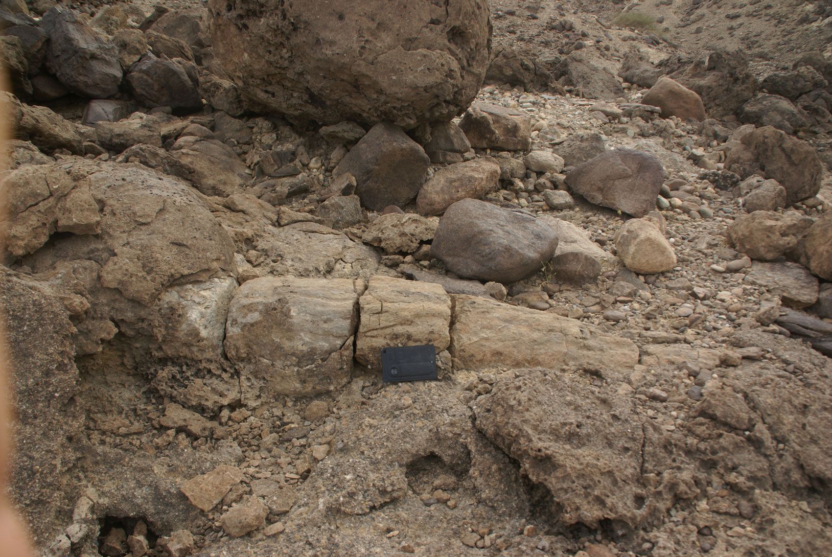 Tronco fósil in situ en Dibakole-Diaritana
