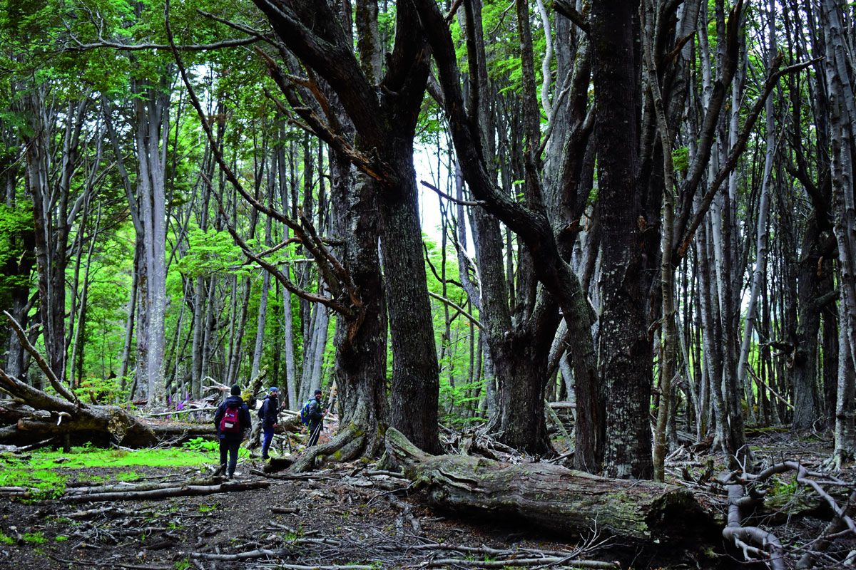 Prospección del bosque en el proyecto arqueológico en Bahía Lastarria, Patagonia