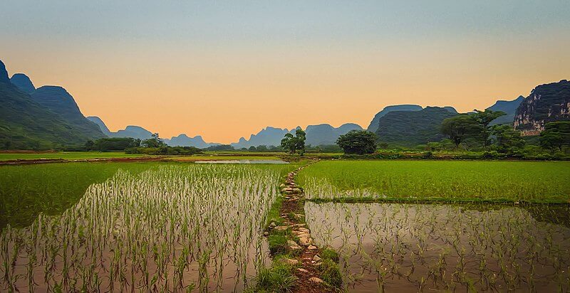 vietnam IR-8 vietcong guerra de vietnam campo de arroz guerra fría contrainsurgencia 